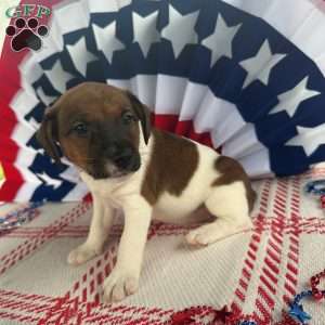 Purple, Jack Russell Terrier Puppy